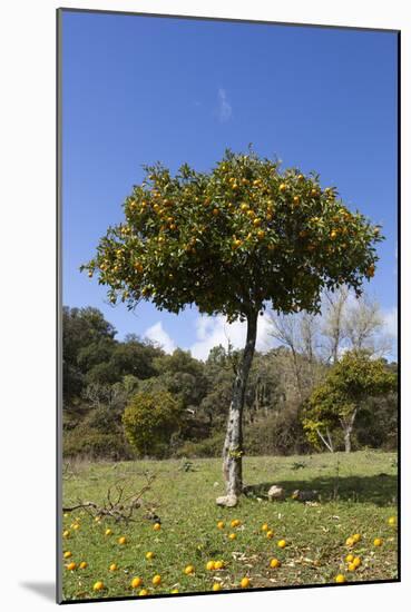 Orange Tree, Near Linares De La Sierra, Andalucia, Spain, Europe-Stuart Black-Mounted Photographic Print