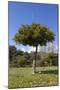 Orange Tree, Near Linares De La Sierra, Andalucia, Spain, Europe-Stuart Black-Mounted Photographic Print