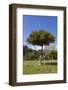 Orange Tree, Near Linares De La Sierra, Andalucia, Spain, Europe-Stuart Black-Framed Photographic Print