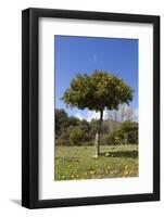 Orange Tree, Near Linares De La Sierra, Andalucia, Spain, Europe-Stuart Black-Framed Photographic Print