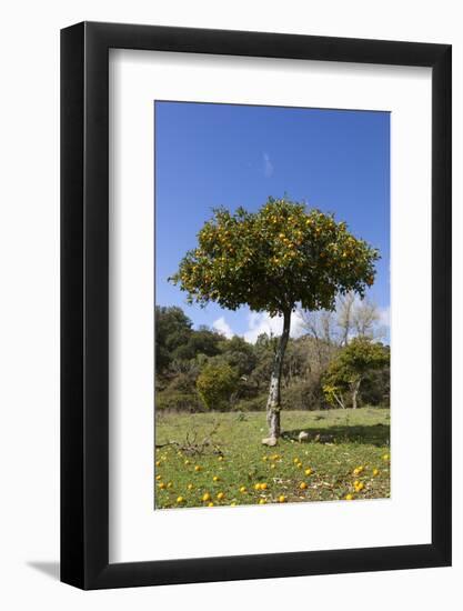 Orange Tree, Near Linares De La Sierra, Andalucia, Spain, Europe-Stuart Black-Framed Photographic Print
