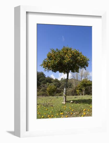 Orange Tree, Near Linares De La Sierra, Andalucia, Spain, Europe-Stuart Black-Framed Photographic Print