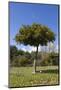 Orange Tree, Near Linares De La Sierra, Andalucia, Spain, Europe-Stuart Black-Mounted Photographic Print