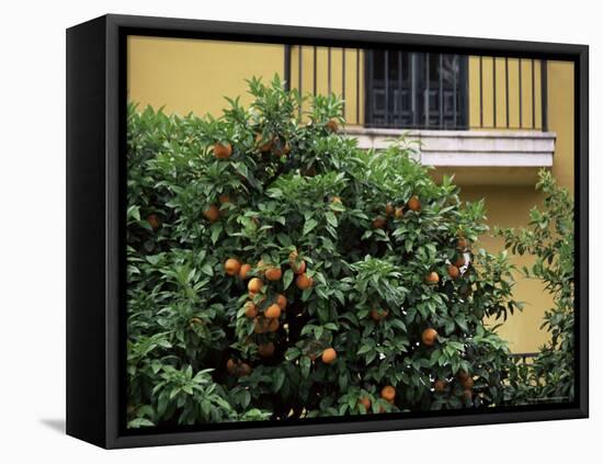 Orange Tree Outside House, Triana Quarter, Seville, Andalucia, Spain-Jean Brooks-Framed Stretched Canvas