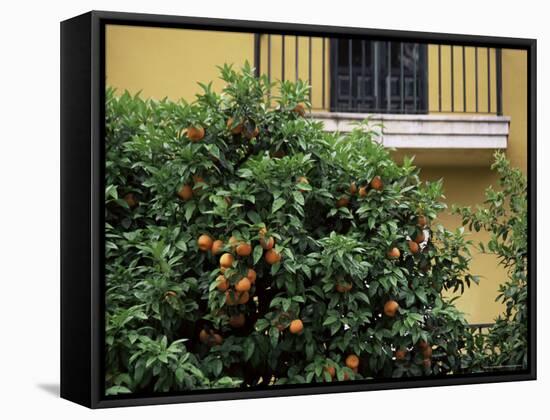 Orange Tree Outside House, Triana Quarter, Seville, Andalucia, Spain-Jean Brooks-Framed Stretched Canvas