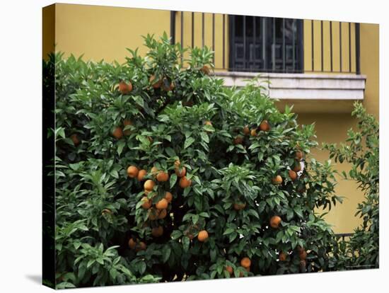 Orange Tree Outside House, Triana Quarter, Seville, Andalucia, Spain-Jean Brooks-Stretched Canvas