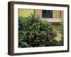 Orange Tree Outside House, Triana Quarter, Seville, Andalucia, Spain-Jean Brooks-Framed Photographic Print