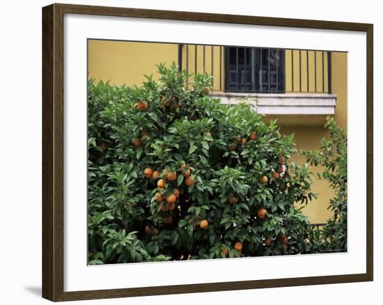 Orange Tree Outside House, Triana Quarter, Seville, Andalucia, Spain-Jean Brooks-Framed Photographic Print