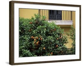 Orange Tree Outside House, Triana Quarter, Seville, Andalucia, Spain-Jean Brooks-Framed Photographic Print