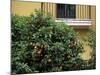 Orange Tree Outside House, Triana Quarter, Seville, Andalucia, Spain-Jean Brooks-Mounted Photographic Print