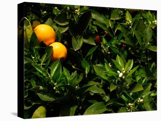 Orange Tree, Tenerife, Canary Islands, Spain-Russell Young-Stretched Canvas