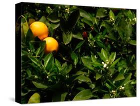 Orange Tree, Tenerife, Canary Islands, Spain-Russell Young-Stretched Canvas