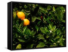 Orange Tree, Tenerife, Canary Islands, Spain-Russell Young-Framed Stretched Canvas