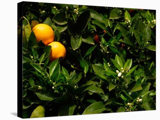 Orange Tree, Tenerife, Canary Islands, Spain-Russell Young-Stretched Canvas