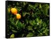 Orange Tree, Tenerife, Canary Islands, Spain-Russell Young-Framed Stretched Canvas