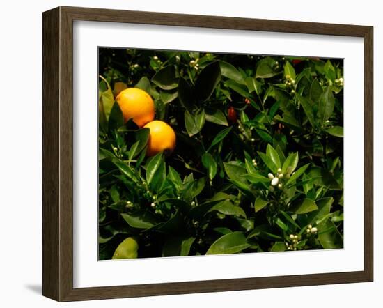Orange Tree, Tenerife, Canary Islands, Spain-Russell Young-Framed Premium Photographic Print