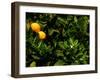 Orange Tree, Tenerife, Canary Islands, Spain-Russell Young-Framed Premium Photographic Print