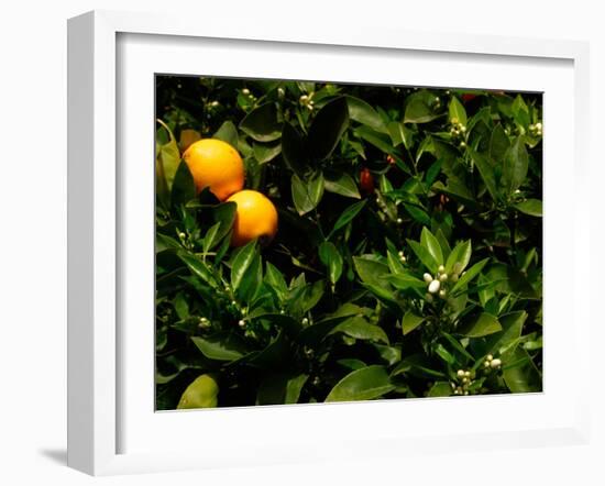 Orange Tree, Tenerife, Canary Islands, Spain-Russell Young-Framed Premium Photographic Print