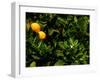 Orange Tree, Tenerife, Canary Islands, Spain-Russell Young-Framed Premium Photographic Print