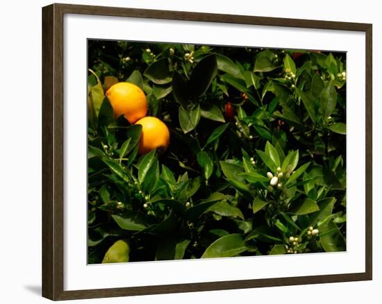 Orange Tree, Tenerife, Canary Islands, Spain-Russell Young-Framed Photographic Print