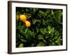 Orange Tree, Tenerife, Canary Islands, Spain-Russell Young-Framed Photographic Print