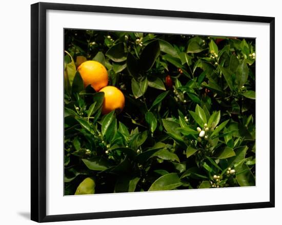 Orange Tree, Tenerife, Canary Islands, Spain-Russell Young-Framed Photographic Print