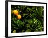 Orange Tree, Tenerife, Canary Islands, Spain-Russell Young-Framed Photographic Print