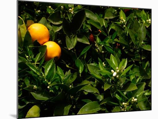 Orange Tree, Tenerife, Canary Islands, Spain-Russell Young-Mounted Photographic Print