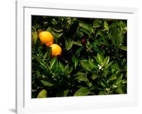 Orange Tree, Tenerife, Canary Islands, Spain-Russell Young-Framed Photographic Print