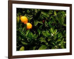 Orange Tree, Tenerife, Canary Islands, Spain-Russell Young-Framed Photographic Print