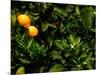 Orange Tree, Tenerife, Canary Islands, Spain-Russell Young-Mounted Photographic Print