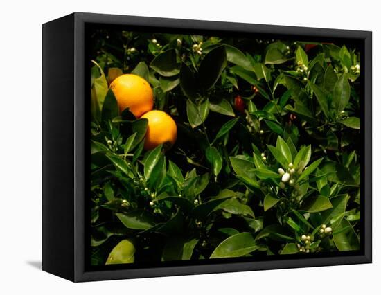 Orange Tree, Tenerife, Canary Islands, Spain-Russell Young-Framed Stretched Canvas