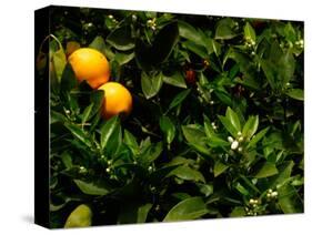 Orange Tree, Tenerife, Canary Islands, Spain-Russell Young-Stretched Canvas