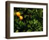 Orange Tree, Tenerife, Canary Islands, Spain-Russell Young-Framed Photographic Print