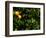 Orange Tree, Tenerife, Canary Islands, Spain-Russell Young-Framed Photographic Print