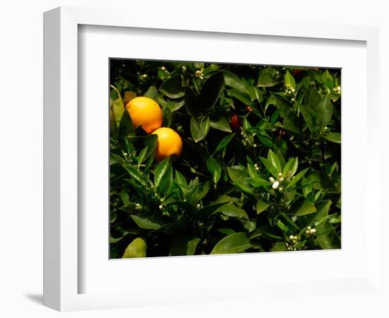 Orange Tree, Tenerife, Canary Islands, Spain-Russell Young-Framed Photographic Print