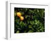 Orange Tree, Tenerife, Canary Islands, Spain-Russell Young-Framed Photographic Print