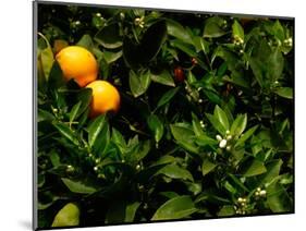 Orange Tree, Tenerife, Canary Islands, Spain-Russell Young-Mounted Photographic Print