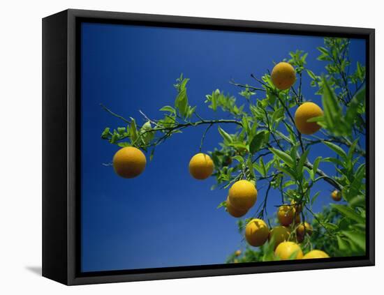 Orange Tree, Valencia, Spain, Europe-Mawson Mark-Framed Stretched Canvas