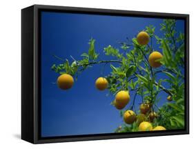 Orange Tree, Valencia, Spain, Europe-Mawson Mark-Framed Stretched Canvas