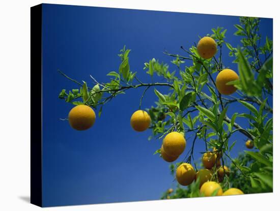 Orange Tree, Valencia, Spain, Europe-Mawson Mark-Stretched Canvas