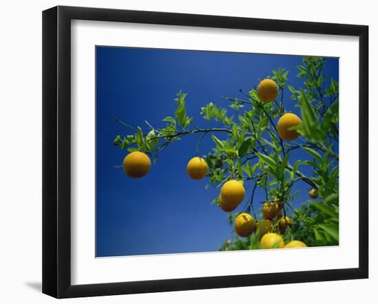 Orange Tree, Valencia, Spain, Europe-Mawson Mark-Framed Premium Photographic Print