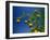 Orange Tree, Valencia, Spain, Europe-Mawson Mark-Framed Premium Photographic Print