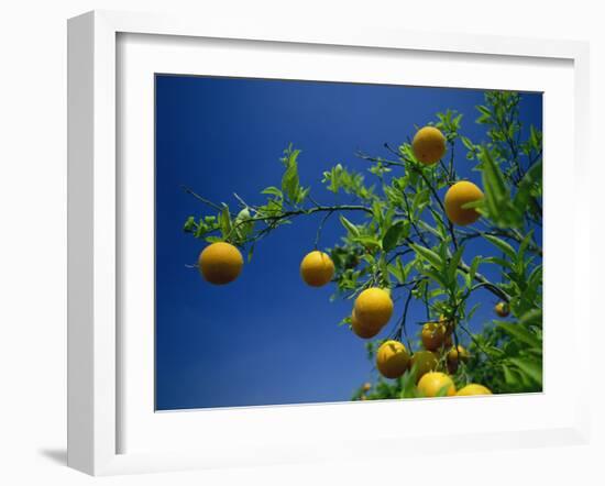 Orange Tree, Valencia, Spain, Europe-Mawson Mark-Framed Photographic Print