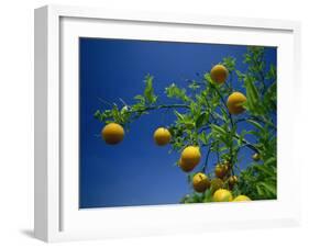 Orange Tree, Valencia, Spain, Europe-Mawson Mark-Framed Photographic Print