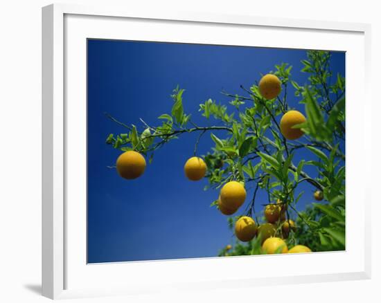 Orange Tree, Valencia, Spain, Europe-Mawson Mark-Framed Photographic Print