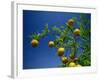 Orange Tree, Valencia, Spain, Europe-Mawson Mark-Framed Photographic Print