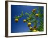 Orange Tree, Valencia, Spain, Europe-Mawson Mark-Framed Photographic Print