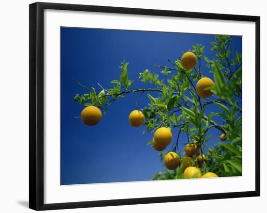 Orange Tree, Valencia, Spain, Europe-Mawson Mark-Framed Photographic Print