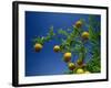 Orange Tree, Valencia, Spain, Europe-Mawson Mark-Framed Photographic Print